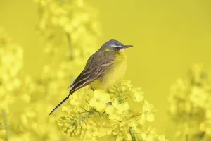 Napus: Blue-headed Wagtail male