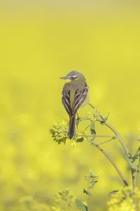Napus: Blue-headed Wagtail male