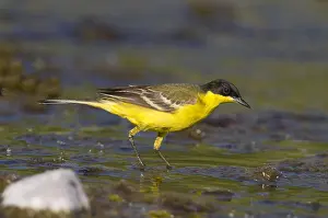 Flava: Blue-headed Wagtail (Motacilla flava) foraging