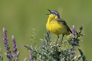 Flava: Blue-headed Wagtail (Motacilla flava) singing