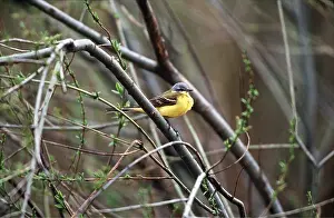 Wagtail: Blue Headed WAGTAIL - on twig
