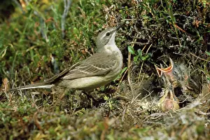 Karin Laub: Blue-headed Yellow Wagtail