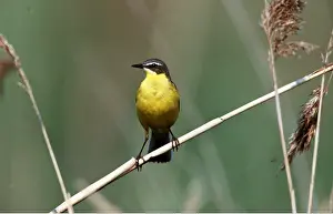 Bamboo: Blue-headed Yellow WAGTAIL - perched on bamboo