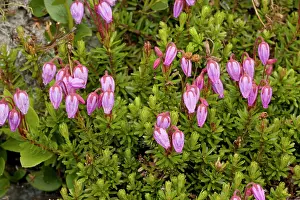Phyllodoce: Blue heath in flower