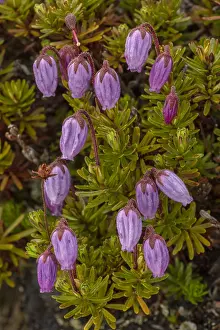 Boreal: Blue heath, Phyllodoce caerulea, in flower. Very rare in UK