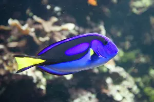 Tangs: Blue hippo tang