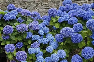 Hydrangea: Blue Hydrangea (Hydrangea macrophylla) in bloom