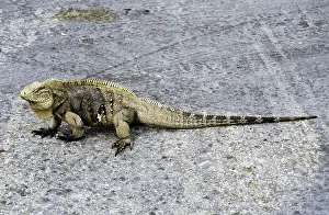 Cyclura: Blue Iguana