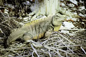 Cyclura: Blue Iguana