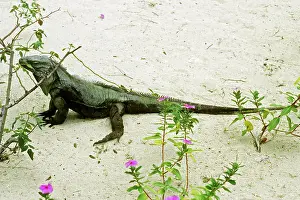 Cyclura: Blue Iguana