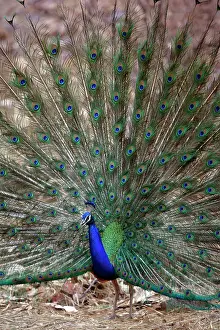 Peafowls: Blue Indian Peafowl / Peacock - Displaying feathers