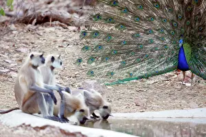 Peafowls: Blue Indian Peafowl / Peacock - Displaying to Hanuman