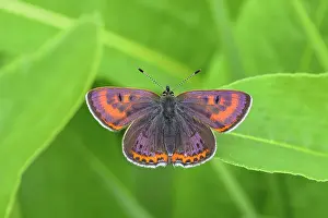 Iris: Blue iris fire butterfly (Lycaena helle), male sitting