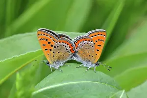 Fire: Blue iris fire butterfly (Lycaena helle), mating