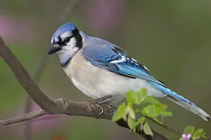 Cyanocitta: Blue Jay