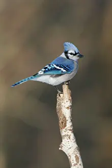Cyanocitta: Blue Jay