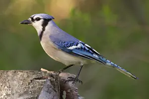 Cyanocitta: Blue Jay