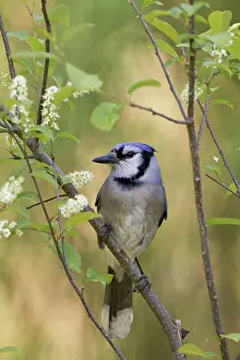 Cyanocitta: Blue Jay