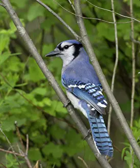 Cyanocitta: Blue Jay