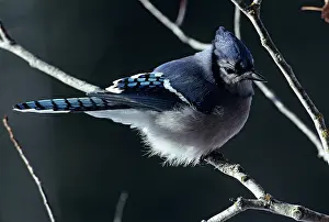 Jays: Blue Jay