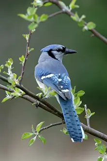 Cyanocitta: Blue Jay