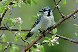 Cyanocitta: Blue Jay