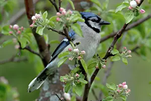 Cyanocitta: Blue Jay