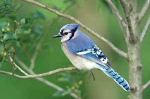 Cristata: Blue Jay