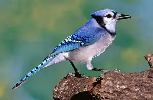 Cristata: Blue Jay