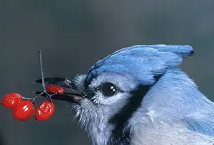 Cristata: Blue Jay