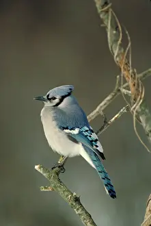 Crests: Blue jay