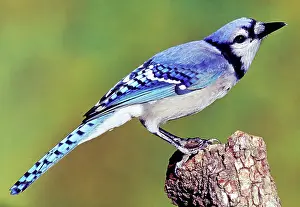 Cristata: Blue Jay