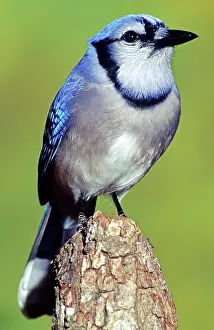 Cristata: Blue Jay