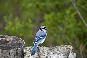 Cristata: Blue Jay