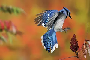 Alighting: Blue Jay