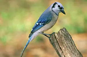 Cristata: Blue Jay