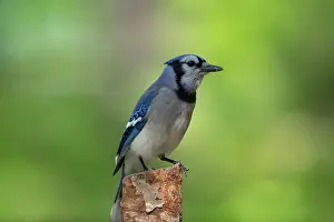 Corvidae: BLUE JAY