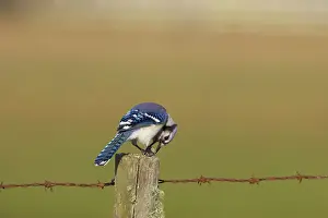 Cyanocitta: Blue Jay - with acorn