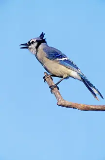 Cyanocitta: Blue Jay - on brach, beak open