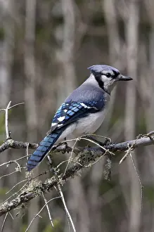 Jays: Blue Jay on branch