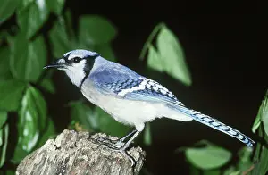 Cristata: Blue Jay (Cyanocitta cristata)