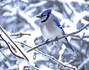 Warmth: Blue Jay (Cyanocitta cristata)