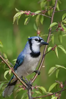 Cristata: Blue Jay (Cyanocitta cristata)