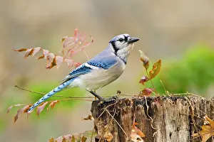 Cristata: Blue Jay (Cyanocitta cristata) adult perched