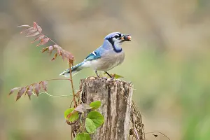 Acorn: Blue jay (Cyanocitta cristata) adults on