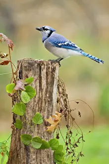 Acorn: Blue jay (Cyanocitta cristata) adults on