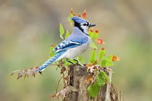 Acorn: Blue jay (Cyanocitta cristata) adults on