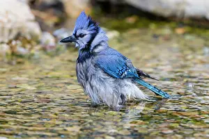 Cristata: Blue Jay (Cyanocitta cristata) bathing Marion County