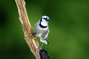 Cristata: Blue Jay (Cyaoncitta cristata)