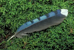 Cristata: Blue Jay Feather